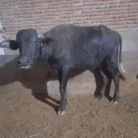 گاومیش ماده اصیل سالم|حیوانات مزرعه|بناب, |دیوار