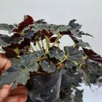 بگونیا بلک حلزونی|گل و گیاه طبیعی|ساری, |دیوار