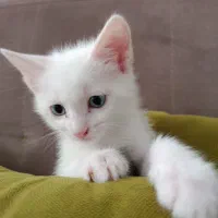 پرشین نر 6‌  ماده 12|گربه|بوشهر, |دیوار