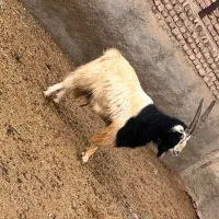 نربز چاق|حیوانات مزرعه|پیشوا, |دیوار