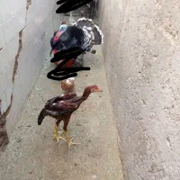 خروس لاری یک عدد بوقلمون