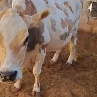 گاو با گوساله 9ماه|حیوانات مزرعه|بستک, |دیوار