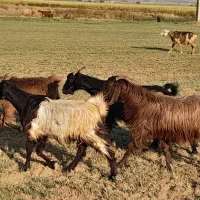 کلر بز میش بره کهره|حیوانات مزرعه|شیراز, تل حسین‌آباد|دیوار