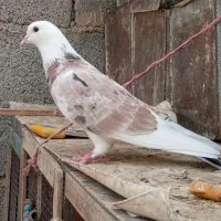 شازده سرور تهرانی