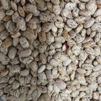 لوبیا چیتی|خوردنی و آشامیدنی|نیشابور, شهرک رضوی|دیوار