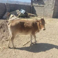 گاو جرسی
