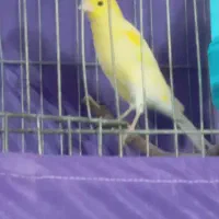 قناری لیمویی