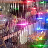 عروس هلندی نروماده و ۵عدد جوجه