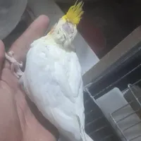 جوجه عروس