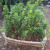 شمشاد نعنایی نشائی