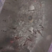 ماهی کوپی حدود ۳۰ عدد حلزون هم ۳۰ عدد