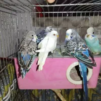 مرغ عشق سالم و سرحال|پرنده|تبریز, |دیوار