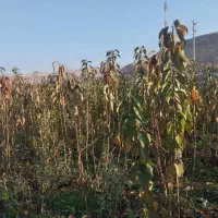 نهال گیلاس گردو .... با قیمت عالی|خدمات باغبانی و درختکاری|بجنورد, |دیوار