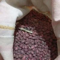 لوبیا قرمز درخانه زنیان