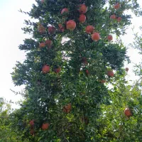 اجاره باغ انار