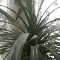 دو عدد گلهای آپارتمانی بزرگ|گل و گیاه طبیعی|کاشمر, |دیوار