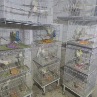 عروس هلندی مولد تضمینی