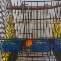 فروش قفس و وسایل جانبی و پایه|لوازم جانبی حیوانات|تهران, امیریه|دیوار