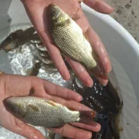 فروش ویژه بچه ماهی کپور