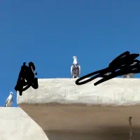 دوماده سینه مشهدی ابلغ سبز