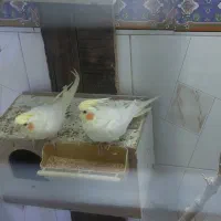 عروس هلندی|پرنده|اهواز, کوی فرهنگیان ۲|دیوار