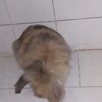 خرگوش خوشگل ناز|موش و خرگوش|اصفهان, جاوان|دیوار