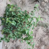 ویلایی ۱۲۰۰ متری