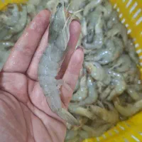 میگو|خوردنی و آشامیدنی|بوشهر, |دیوار