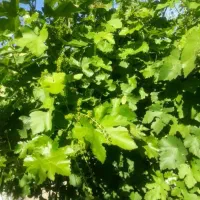 باغچه خیلی زیبا و بارده در روستای جمال آباد ارومیه|فروش دفتر صنعتی، کشاورزی، تجاری|انزل, |دیوار