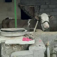 گاو شیری سیمینتال