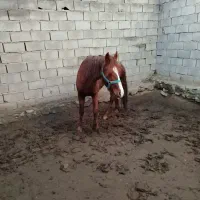 اسب نریون 4ساله