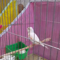 قناری مست و بالغ