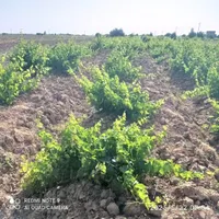 باغ انگور سرحال بارده با بنا7/200متری|فروش دفتر صنعتی، کشاورزی، تجاری|تاکستان, |دیوار