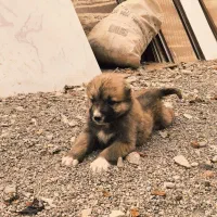 توله سگ|سگ|بیرجند, |دیوار