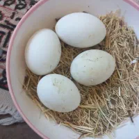 چهار عدد تخم غاز