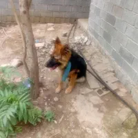 ژرمن ماده درشت زیر یک سال|سگ|لاهیجان, آهندان|دیوار