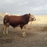 تلقیح مصنوعی گاو و دامپزشکی|خدمات پیشه و مهارت|گنبد کاووس, |دیوار