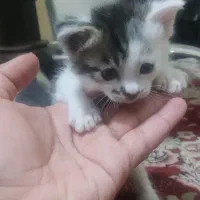 وسایل نگهداری گربه