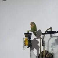 یک عدد طوطی برزیلی ماده بالغ|پرنده|شادگان, |دیوار