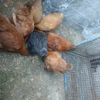 فروش فوری و به قیمت مرغ و خروس پا پر امپراطور اصل