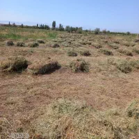 یونجه امسالی مقداری فروشی|لوازم جانبی حیوانات|تسوج, |دیوار