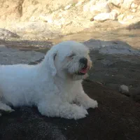 نژادمالتیز