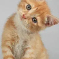 واگذاری بچه گربه خیابانی