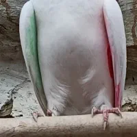 کفتر عیار بالا