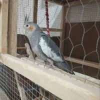 عروس هلندی معاوضه با کبوتر|پرنده|چهارباغ, |دیوار