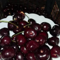 حراج گیلاس درجه ۱ مشکی ارگانیک تازه پر آب
