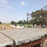 کبوتر پرنده سیاپوش|پرنده|بشاریات, |دیوار