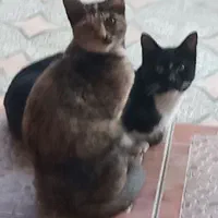 واگذاری 2 تا گربه نر و ماده خواهرو برادر هستن