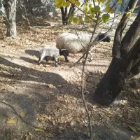 میش بره دار جون|حیوانات مزرعه|سیرجان, |دیوار