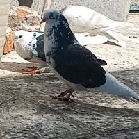 دوجفت کبوتر ابلغ